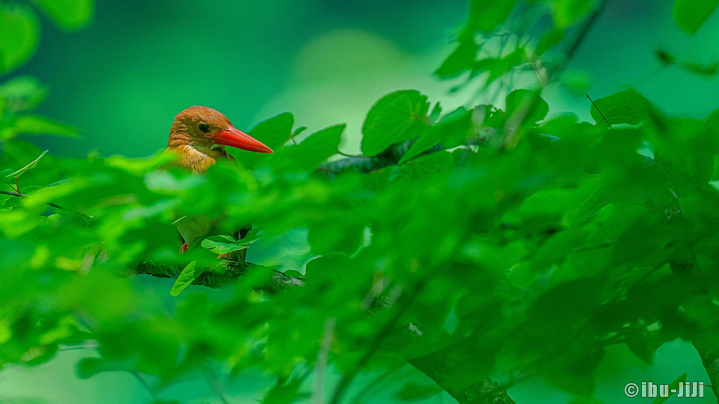 初夏の森の赤い鳥