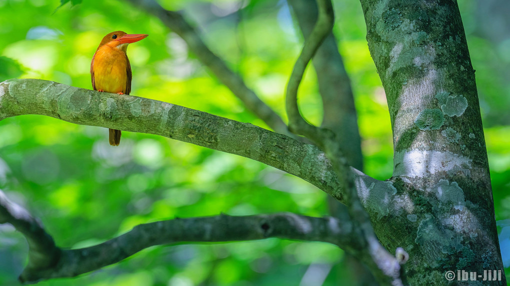 ブナの森の赤い鳥