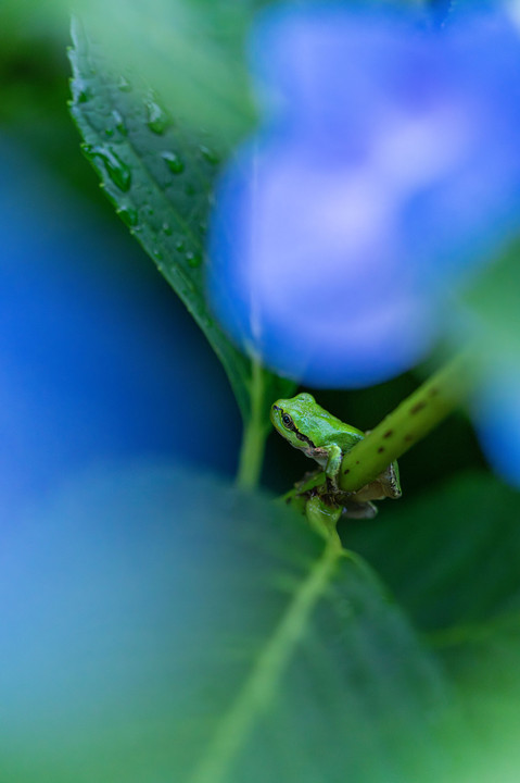 雨と蛙と紫陽花と