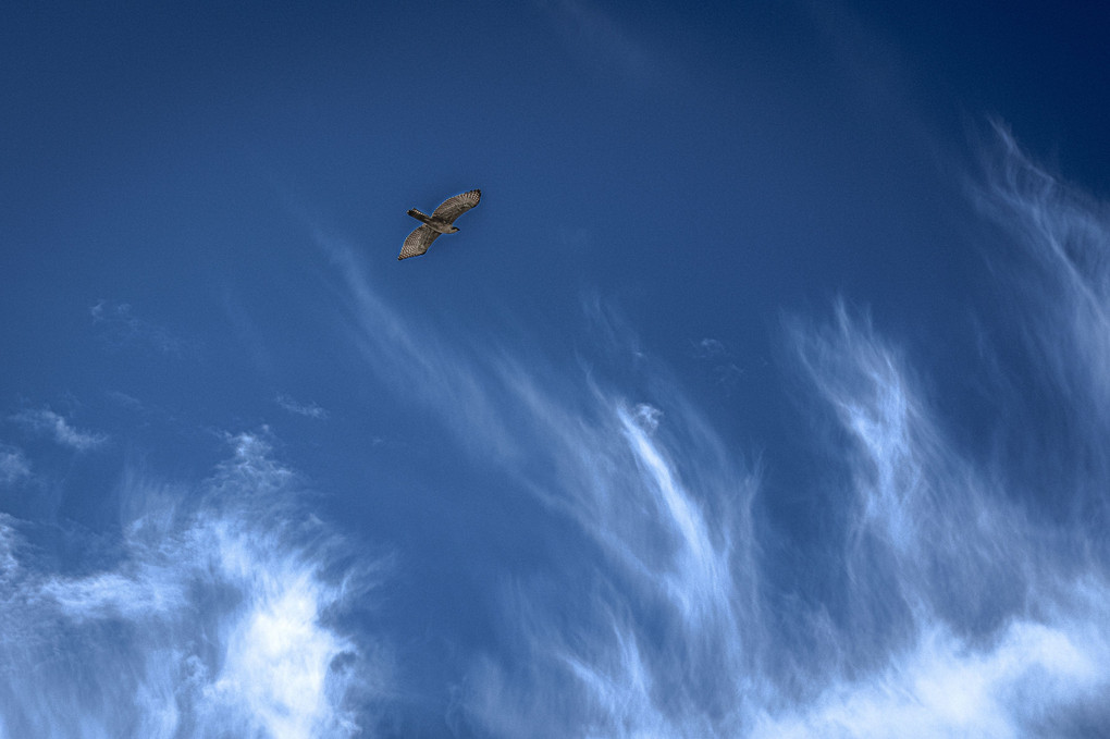 巻雲とクマタカ飛翔