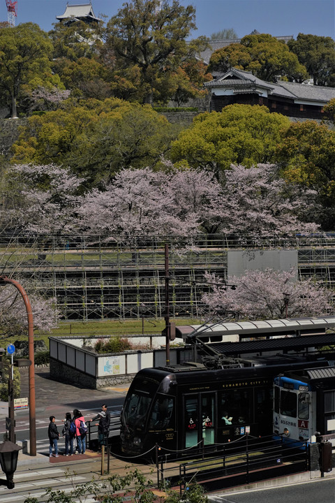 熊本市電　熊本城と桜