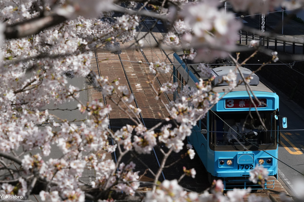 長崎電気軌道　桜の季節