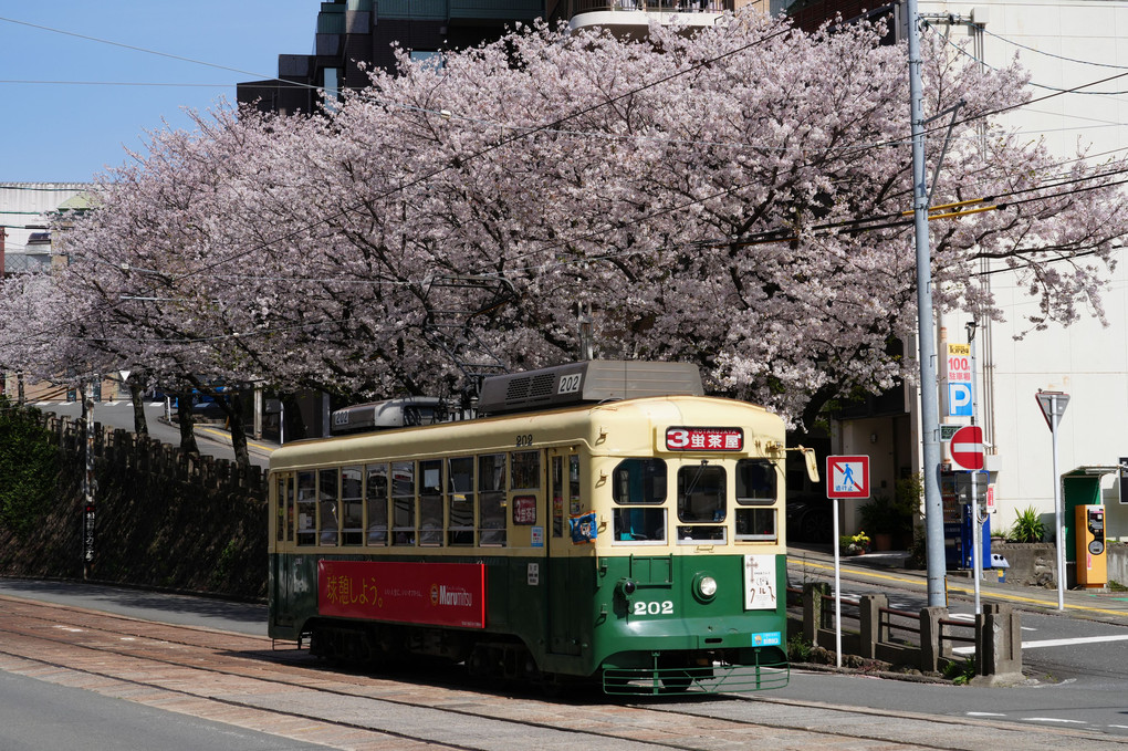 2023長崎の桜