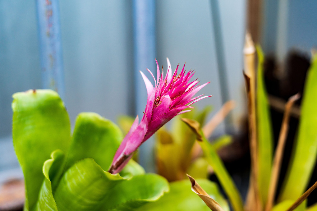 北大植物園