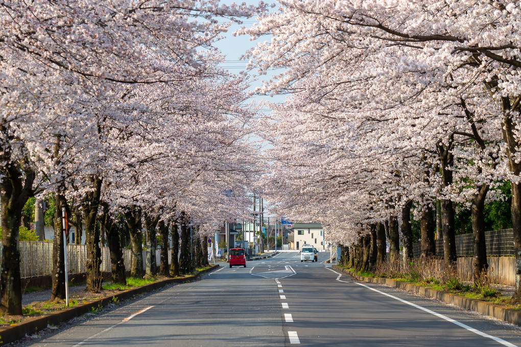桜・『咲いて埼玉っ！！』
