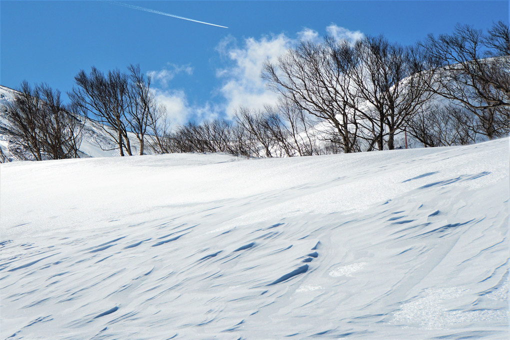 雪原