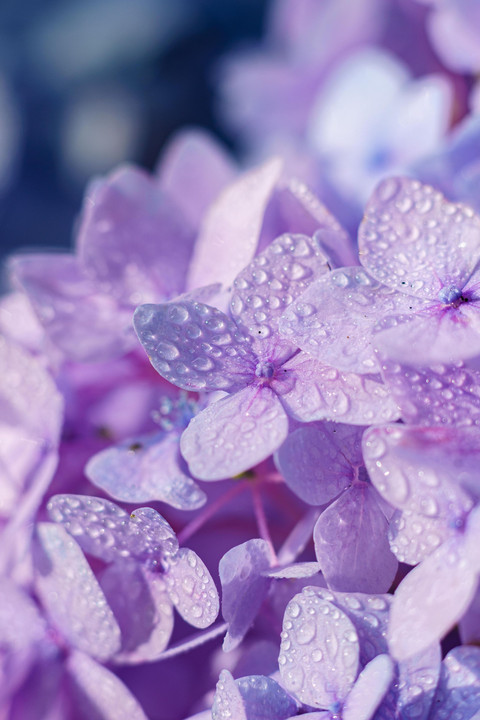 青梅雨