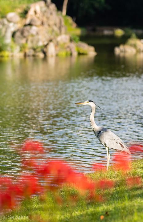 小石川後楽園