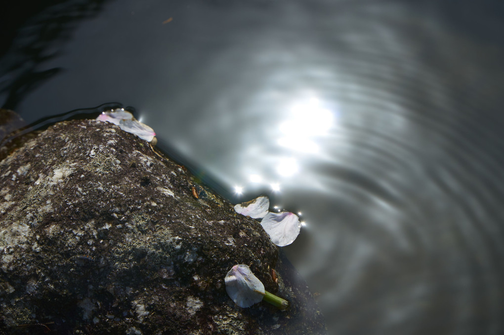 桜の花びらの行く末