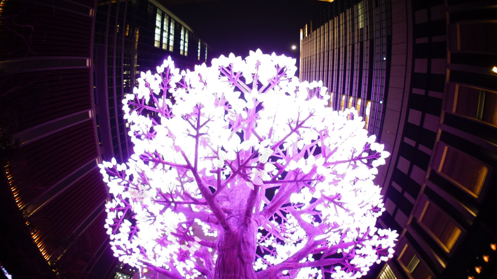 LEDの夜桜