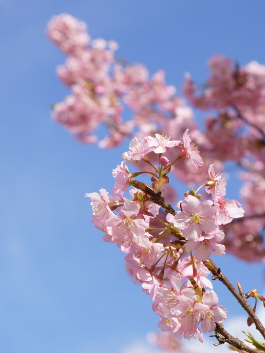 鴨川で河津桜