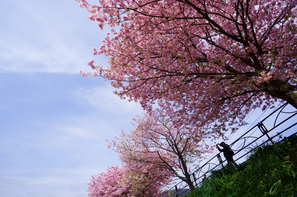 桜🌸　写真を撮る人