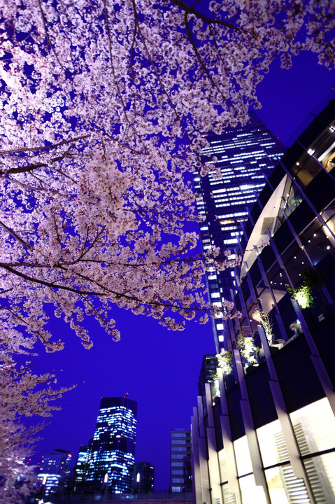 ビルの谷間の夜桜