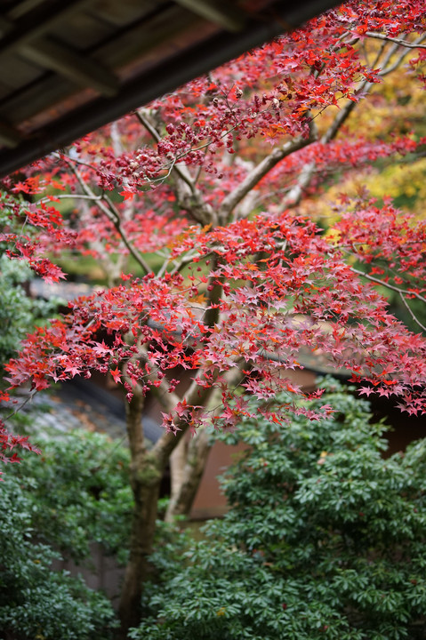 京都瑠璃光院　庭園