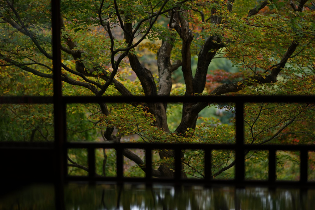 京都　瑠璃光院　院内から庭園へ
