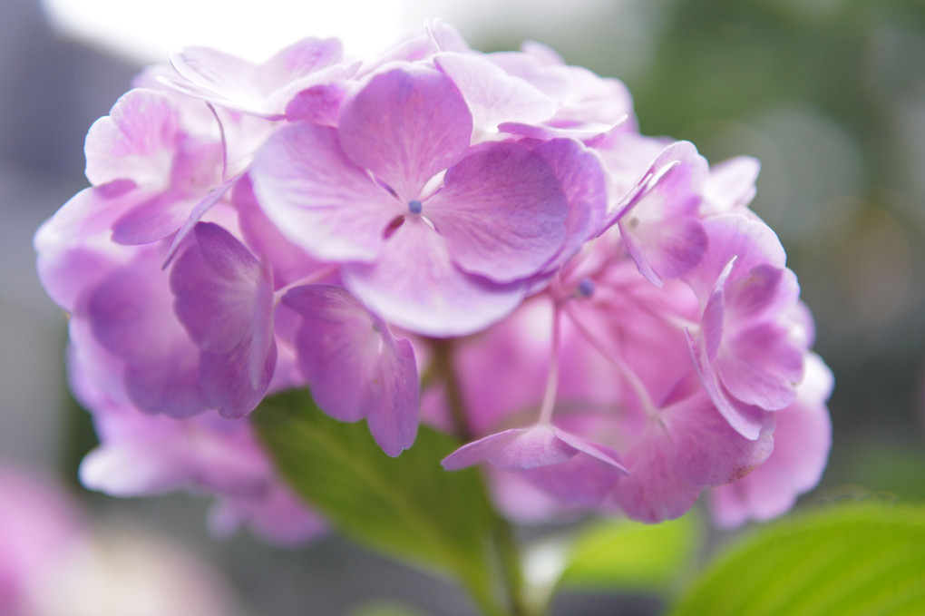 西新宿の紫陽花