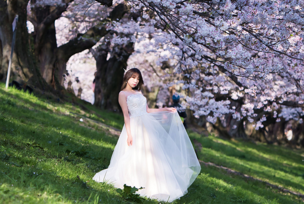 桜ポートレート第三弾『ウエディングドレス』
