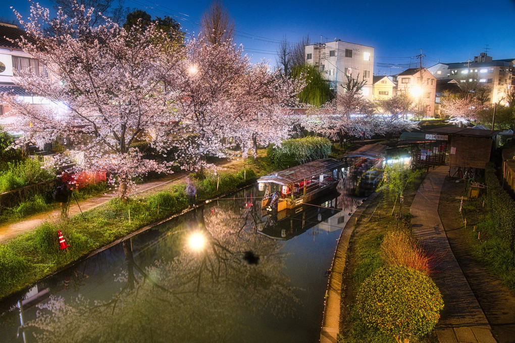 宇治川派流の夜桜