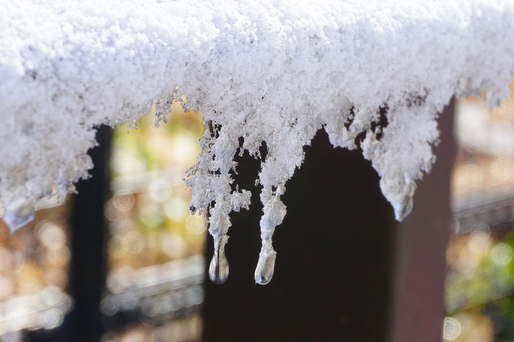 雪が溶けたら春？