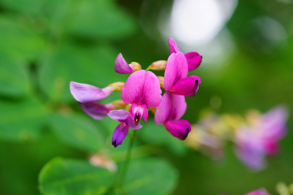 萩の花