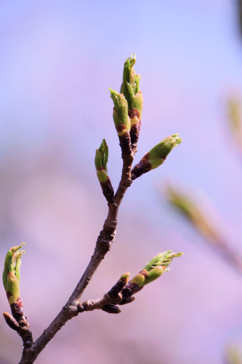 桜 蕾 これから