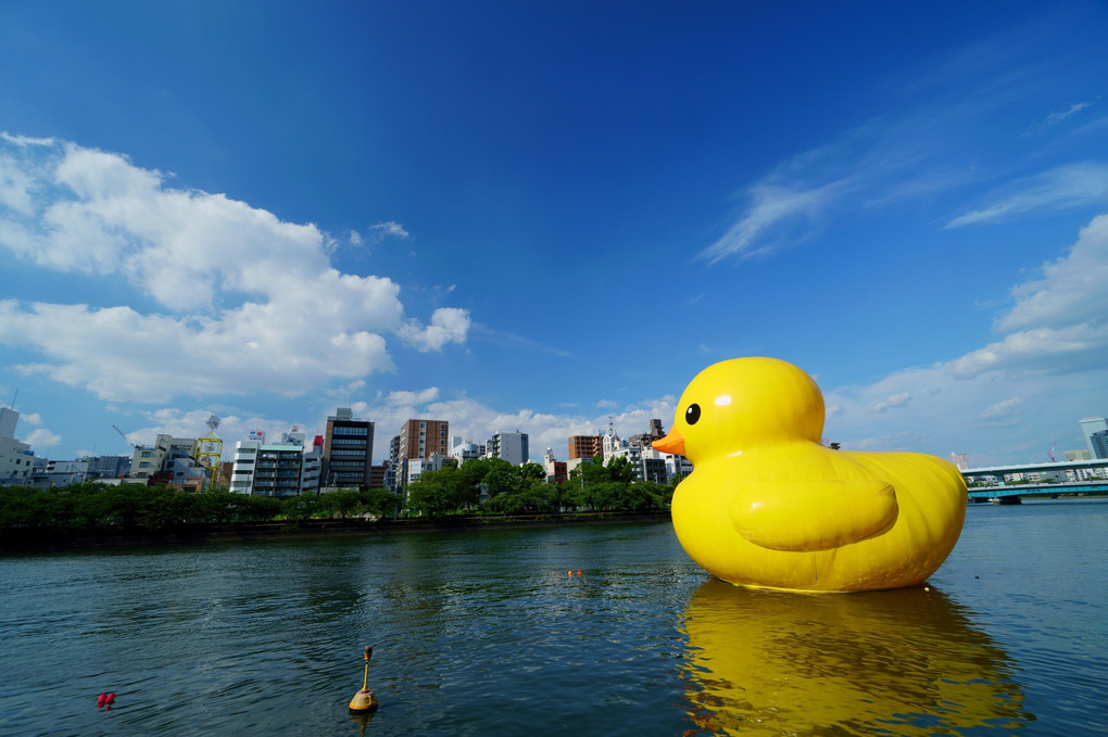 A Rubber Duck on the River
