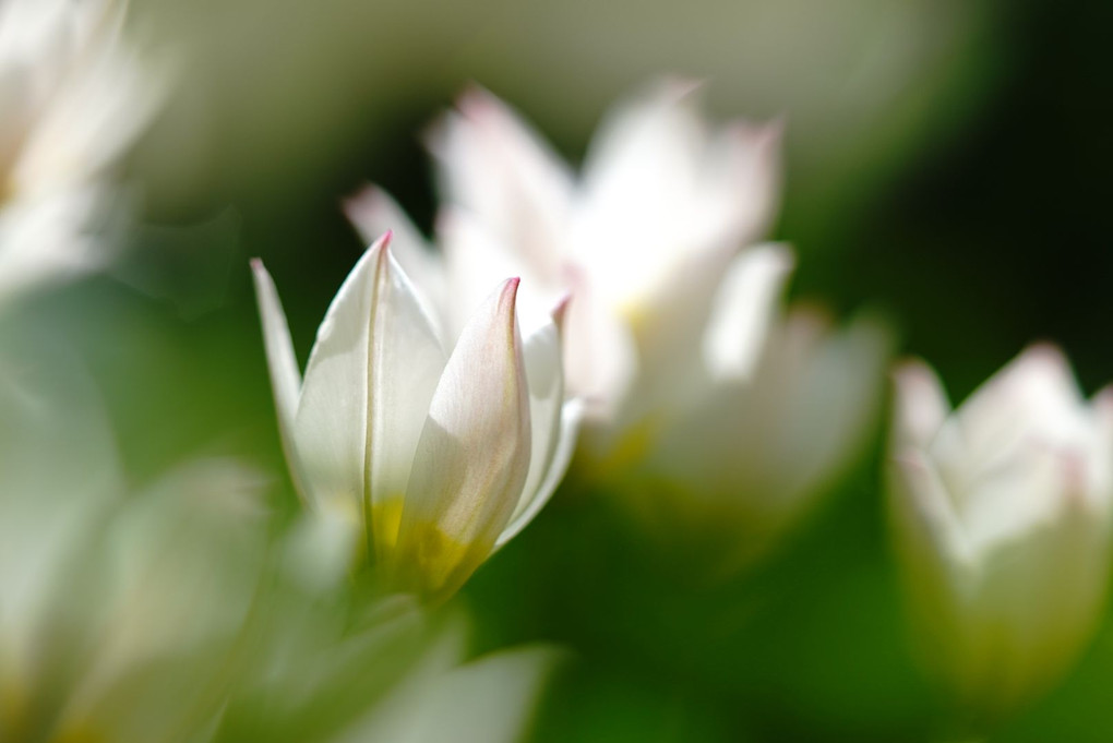 Spring White