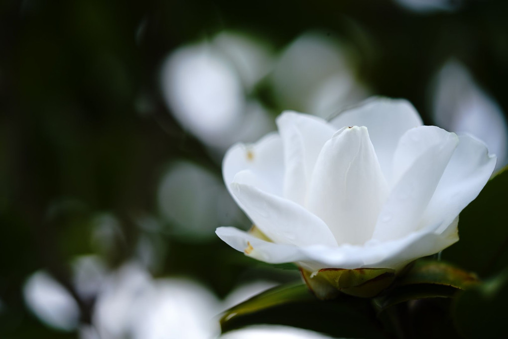Spring White