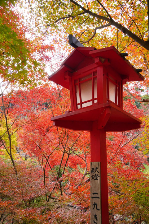 紅葉だより🍁〜鍬山神社