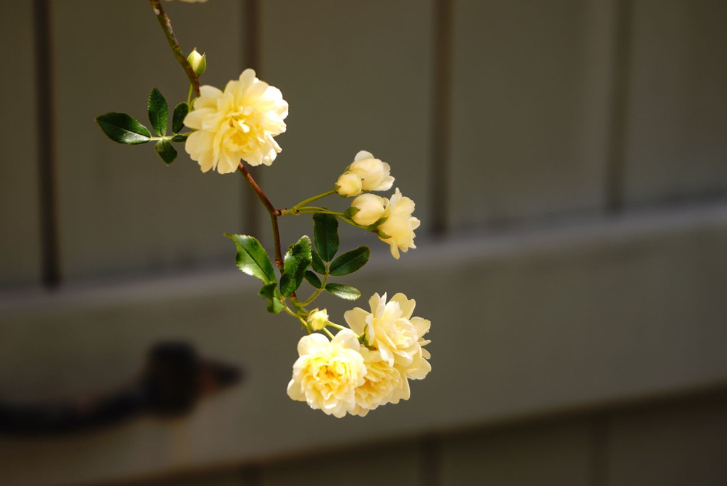 我が家の庭で花撮り練習〜モッコウバラ〜