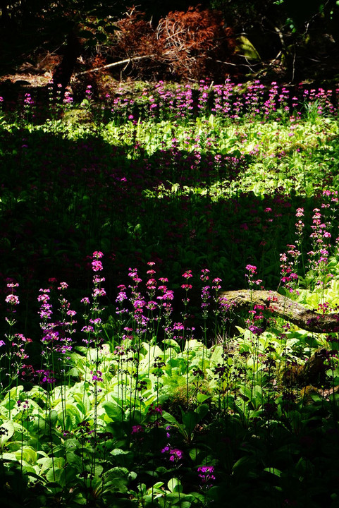 PINK in the forest