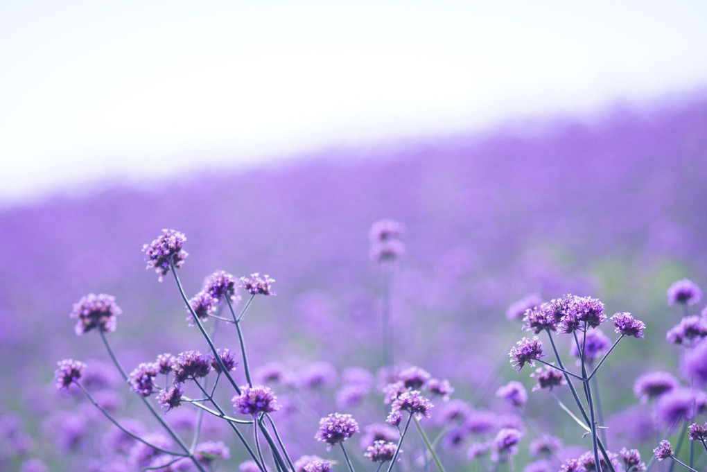 Purple field on the hill