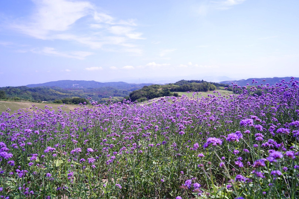 Purple field on the hill