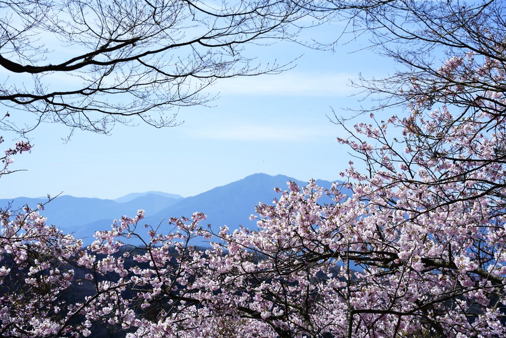 山ごと桜🌸🌸🌸