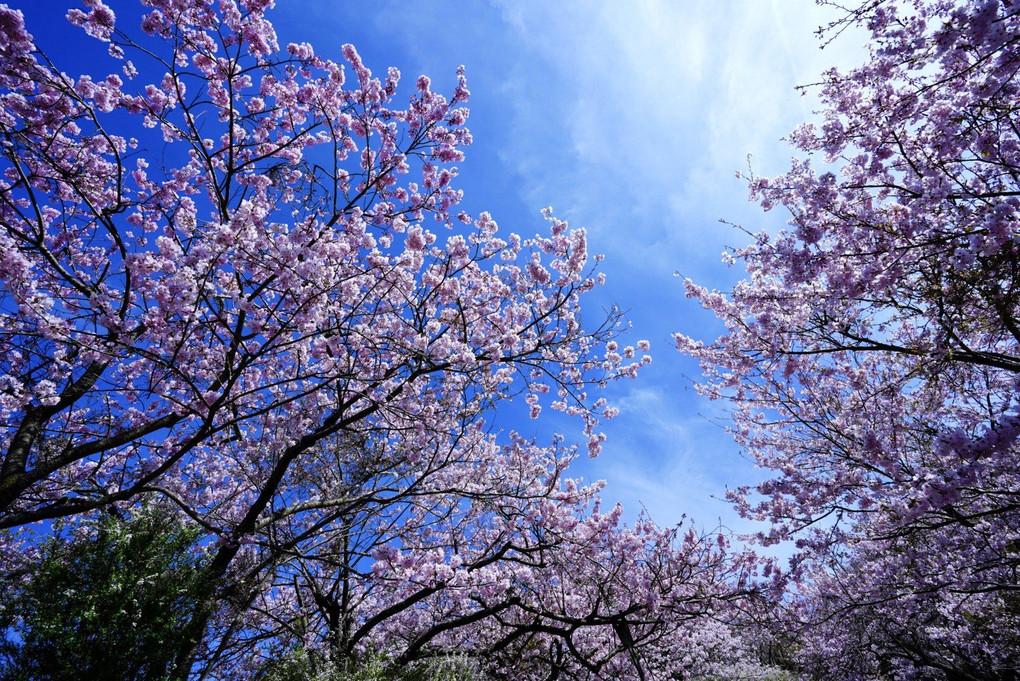 山ごと桜🌸🌸🌸