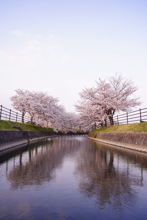 水路の桜〜夕陽を浴びて