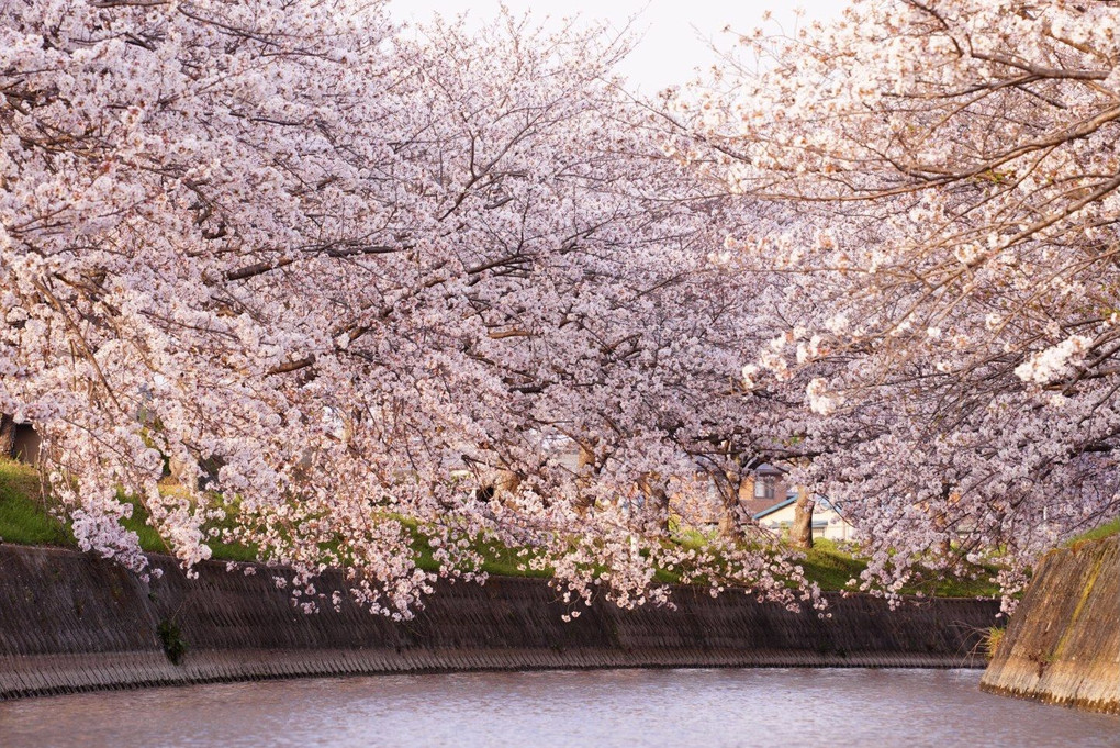 水路の桜〜夕陽を浴びて
