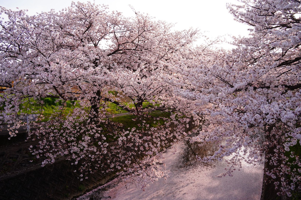 桜〜夕暮れのピンクワールド