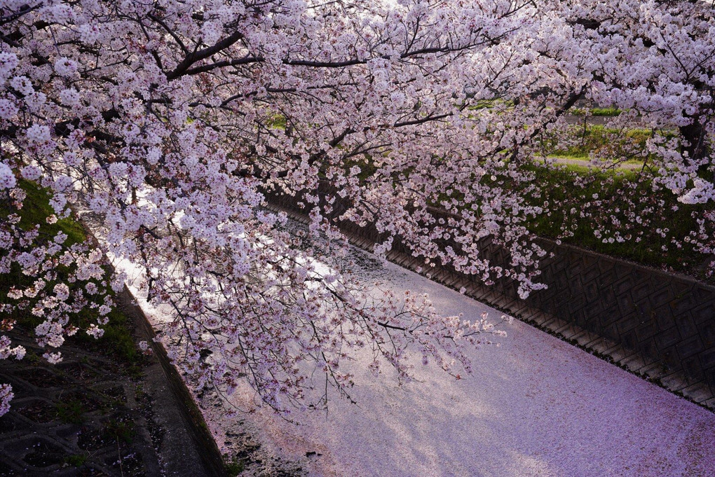 桜〜夕暮れのピンクワールド