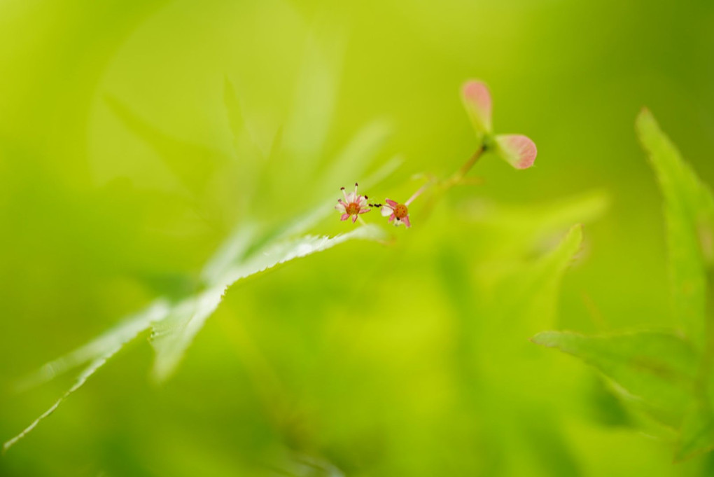 小さな小さな花と種〜in the green world