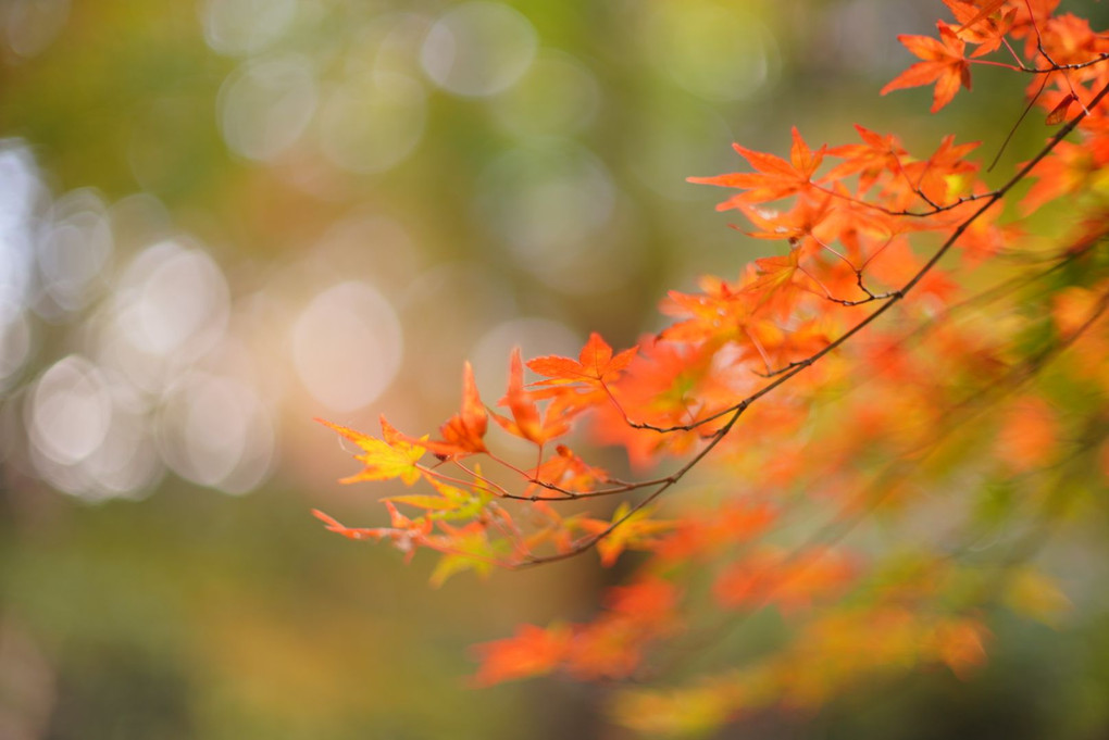 秋　紅葉　色とりどり🍁