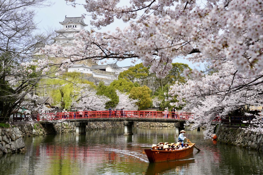 姫路城と桜🌸