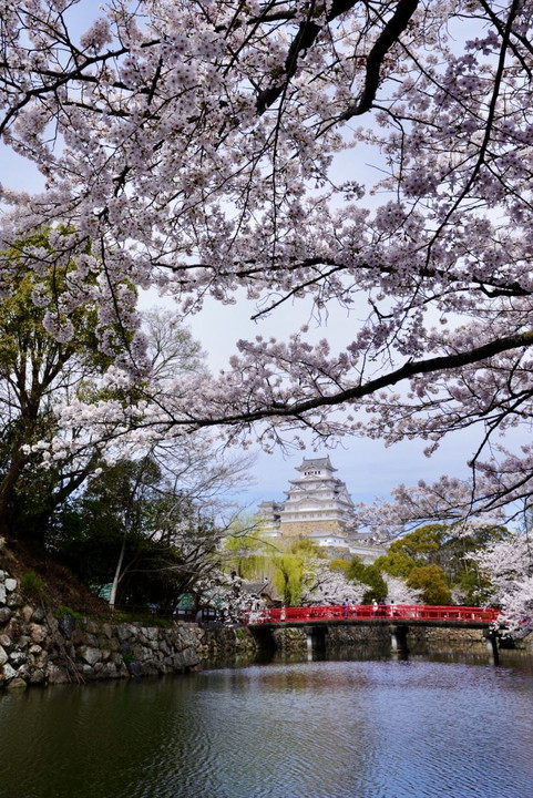 姫路城と桜🌸