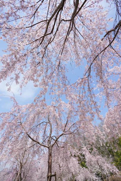 ダイナミックに枝垂れます〜🌸