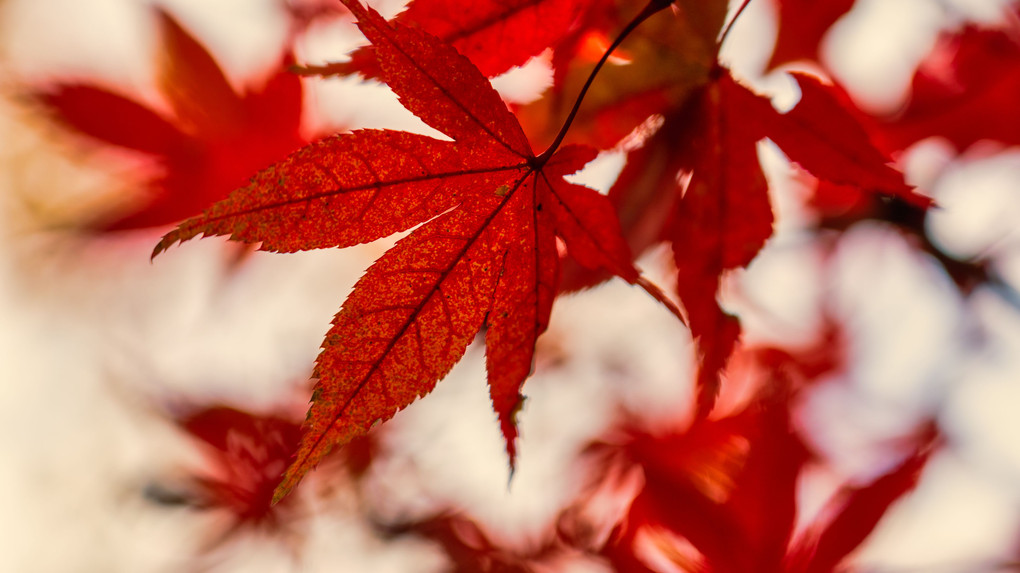 嵯峨嵐山×紅葉
