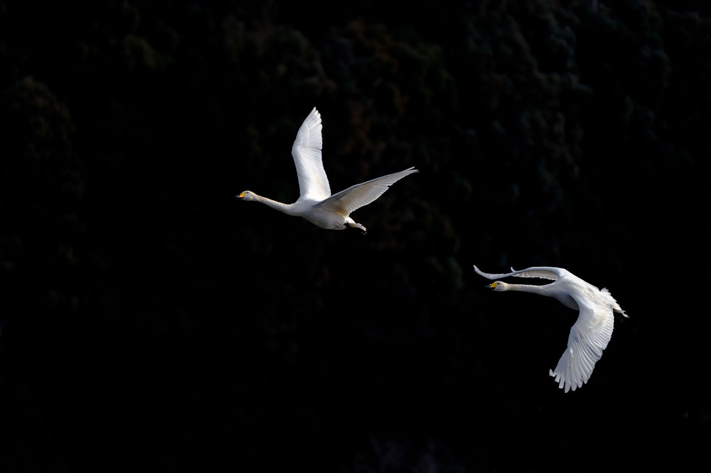 Swan's flight