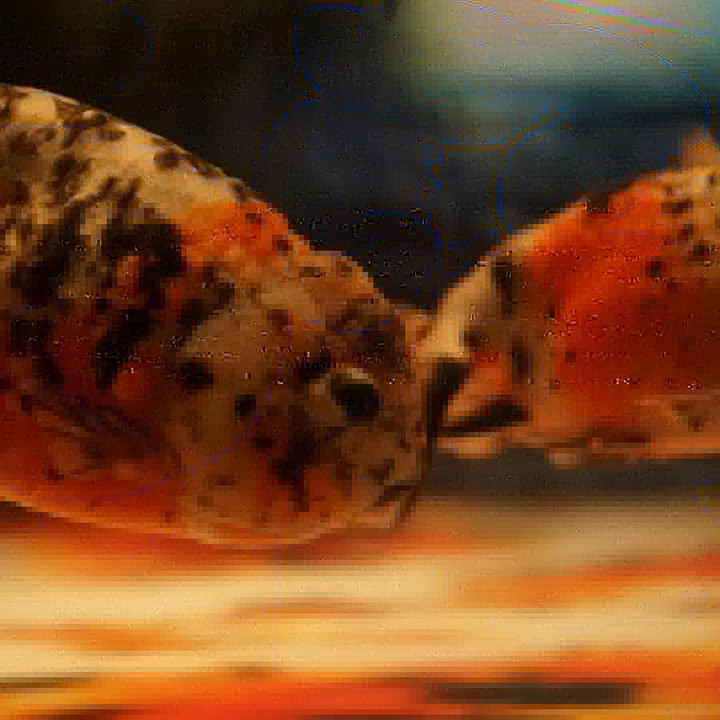 東京  すみだ水族館