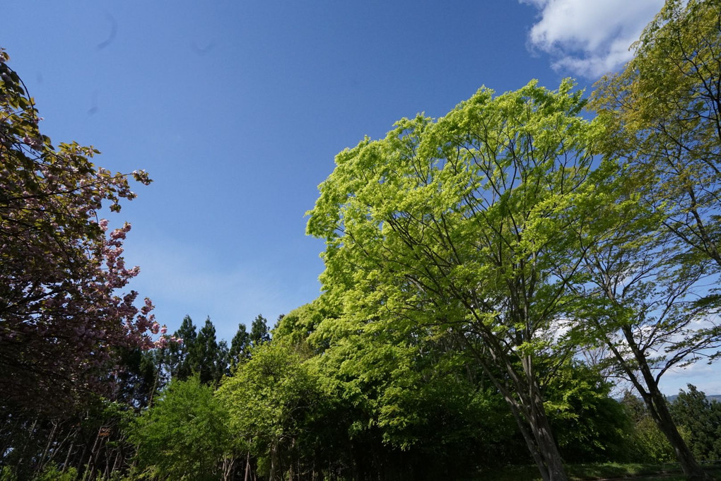 群馬県昭和村  山と空と新緑