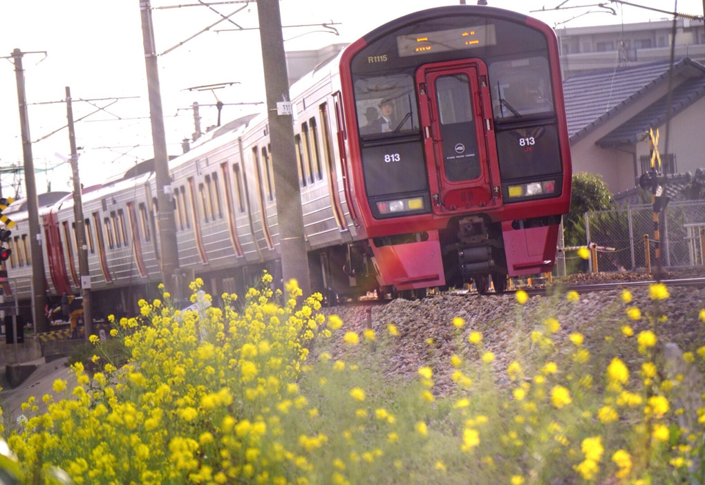 電車✖️菜の花