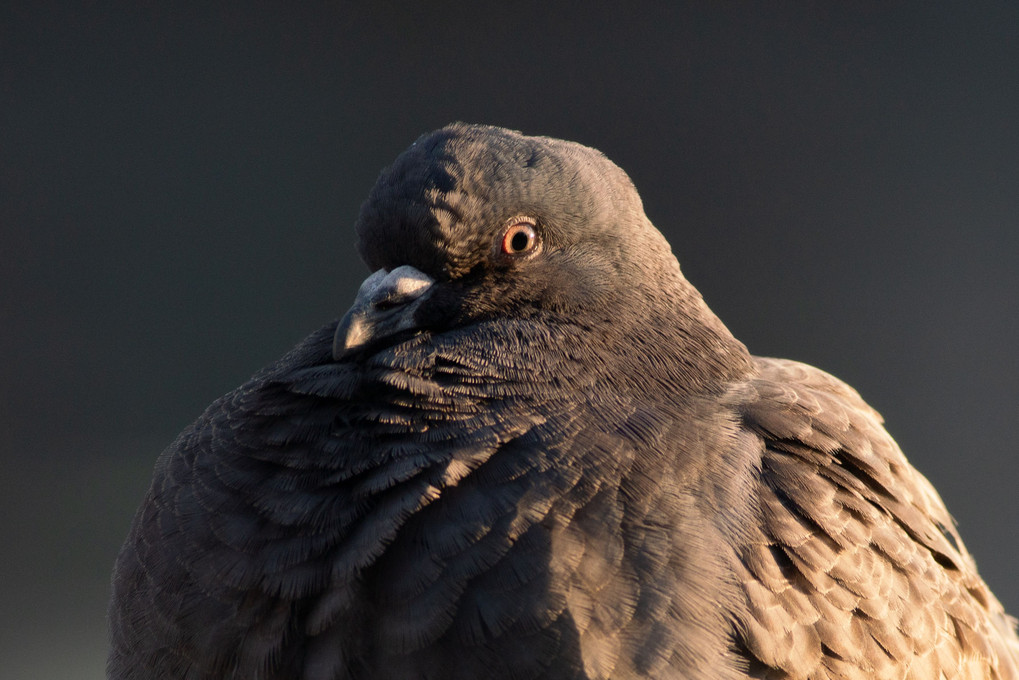 Darth Pigeon